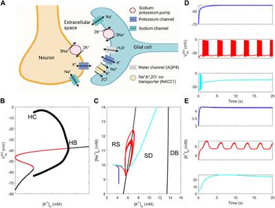 Slow ion concentration oscillations and multiple states in neuron–glia interaction—insights gained from reduced mathematical models